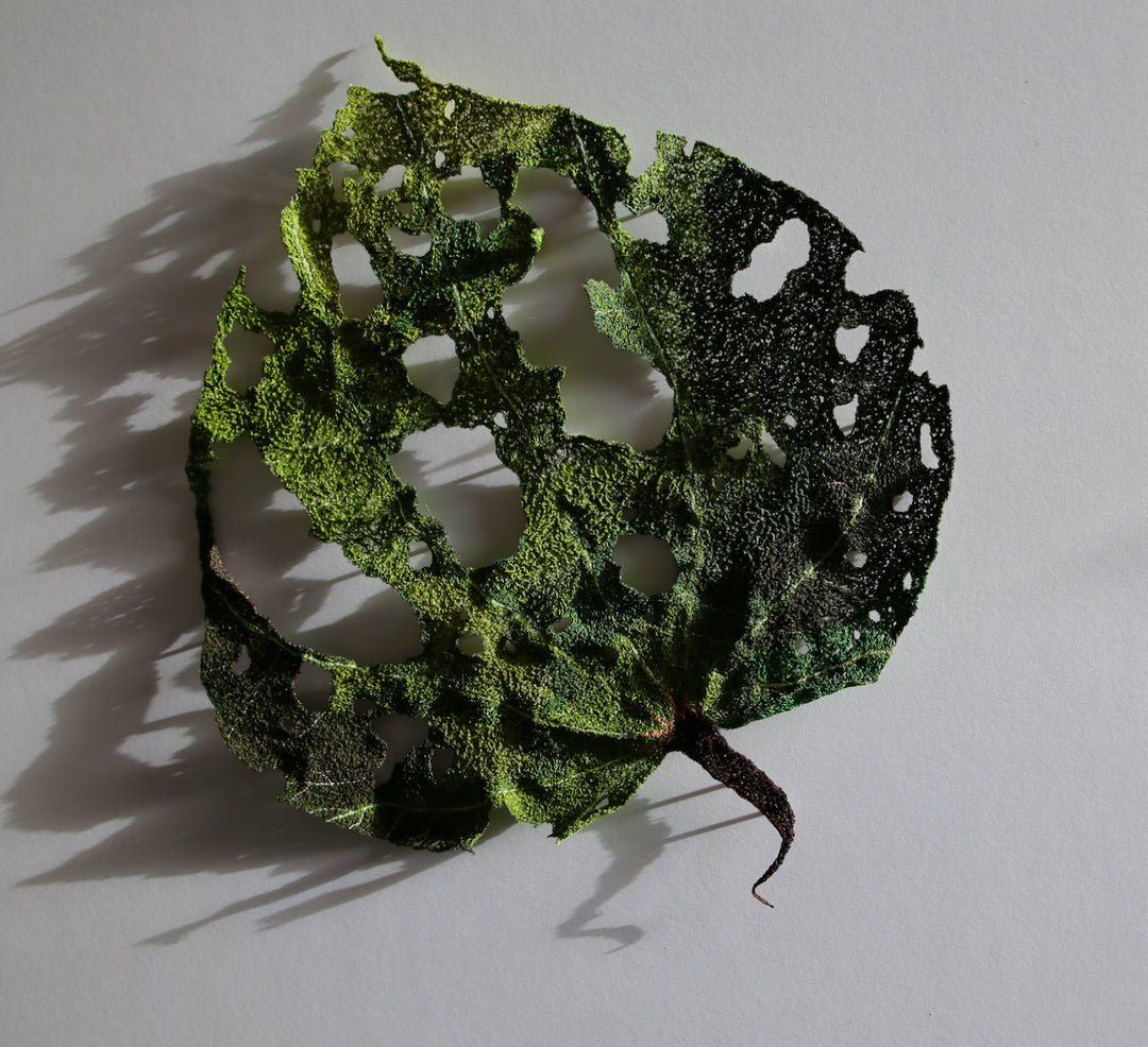 Giant Kawakawa Leaf. #10.  3D Fibre art.