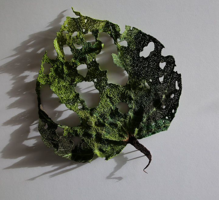 Giant Kawakawa Leaf. #10.  3D Fibre art.