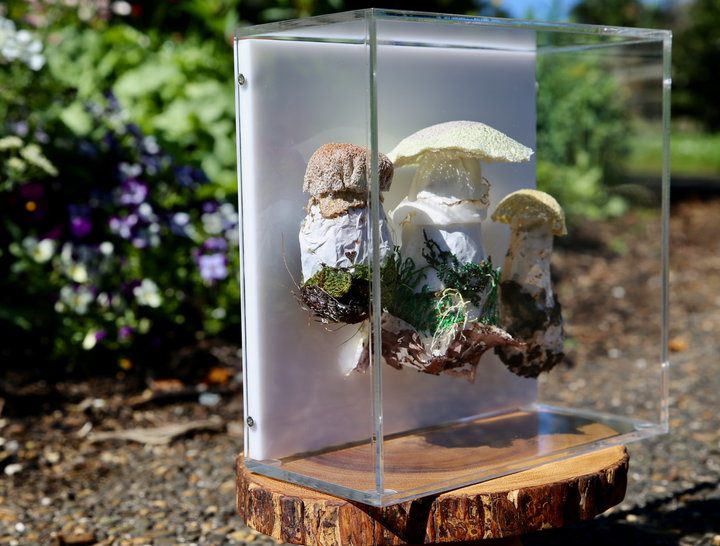 Fungi of New Zealand 3D Fibre Art #22.