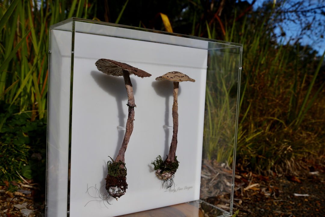 Graceful Parasol fungi of New Zealand 3D Thread Sculpture.