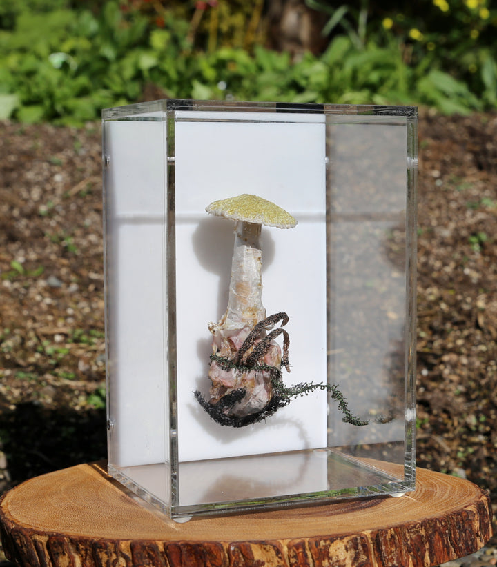 Deathcap Fungi 3D Thread Sculpture #10.