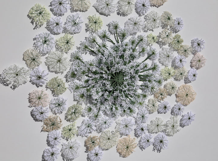 Queen Anne's lace #5. 3D Thread Sculpture.