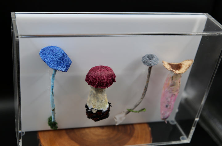 Fungi of New Zealand 3D Thread Sculpture #20.