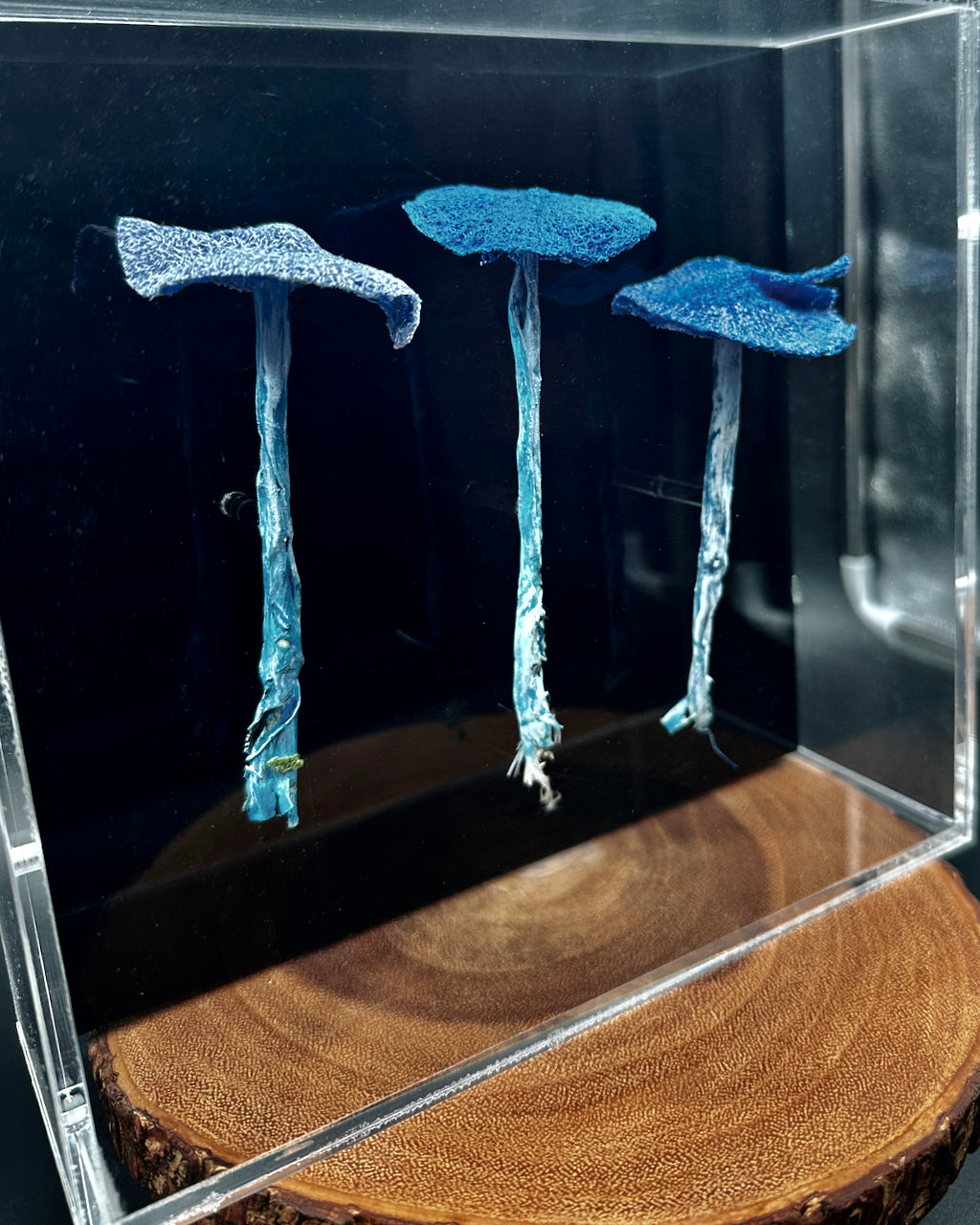 Werewere Kokako Fungi 3D sculptural embroidery.