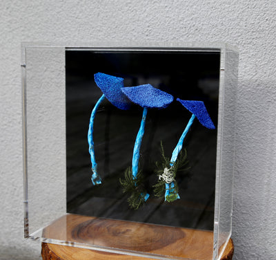 Werewere Kokako Fungi 3D Thread Sculpture #1.