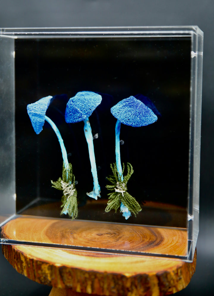 Werewere Kokako Fungi 3D Thread Sculpture #2.