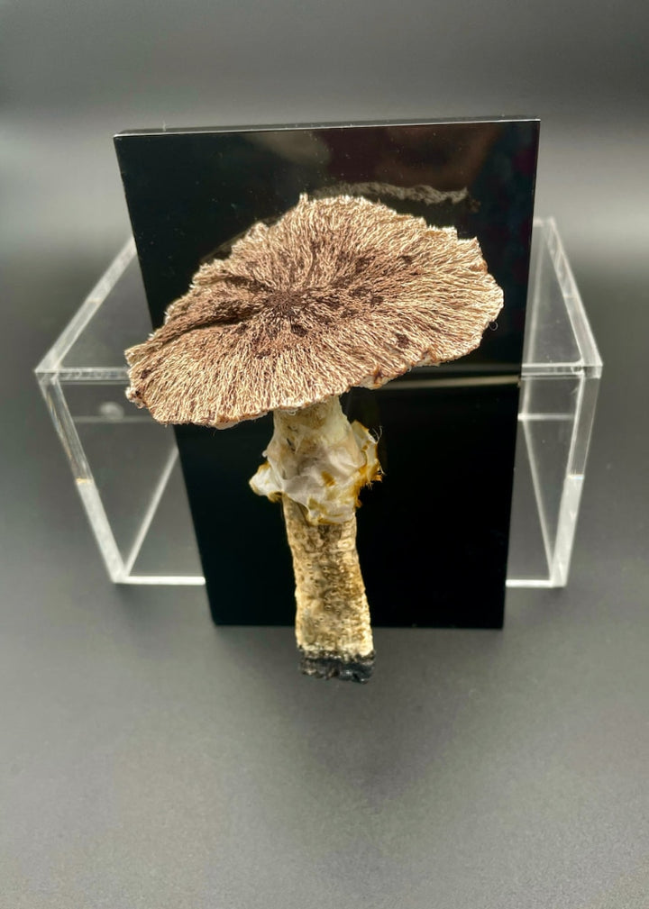 Agaricus Fungi 3D Sculptural Embroidery. Embroidery