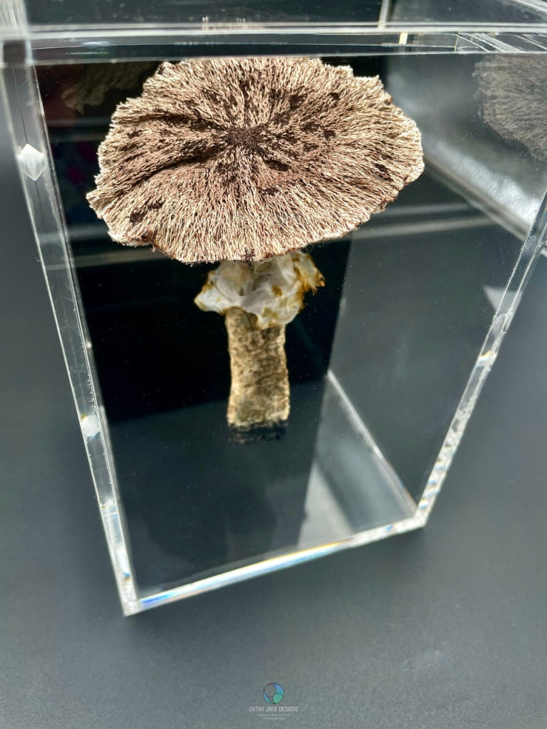 Agaricus Fungi 3D Sculptural Embroidery. Embroidery