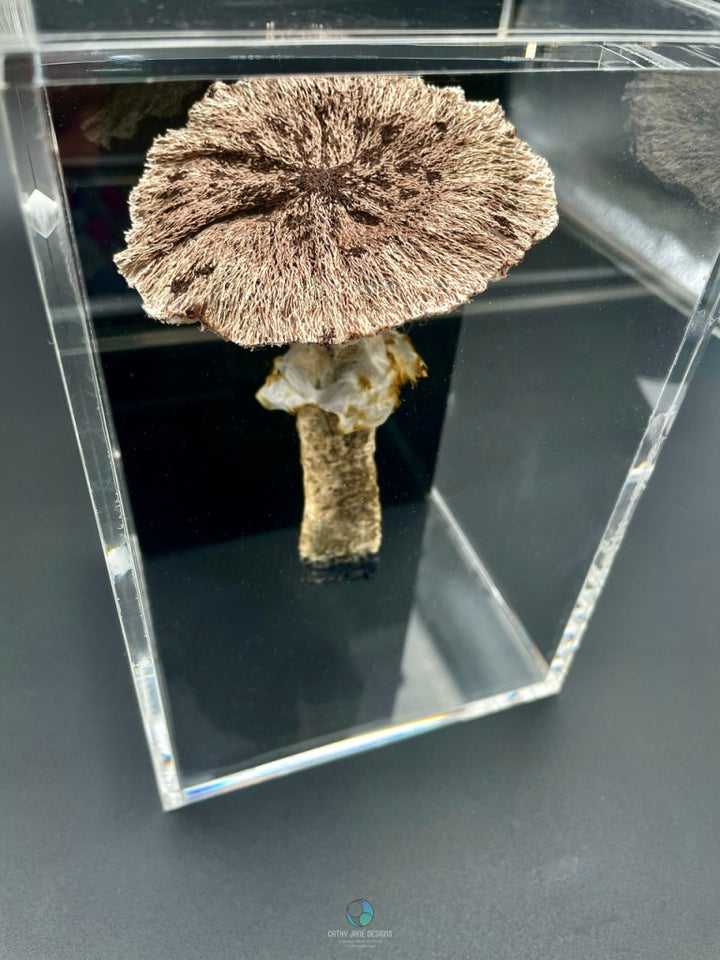 Agaricus Fungi 3D Sculptural Embroidery. Embroidery