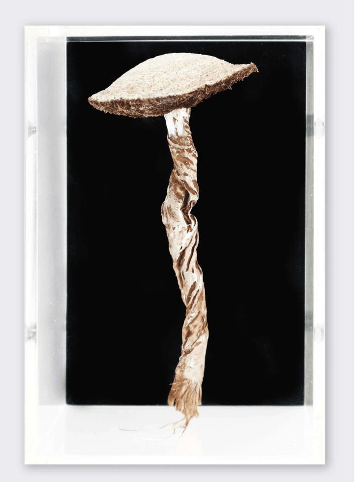 Agrocybe Fungi 3D Sculptural Embroidery. Embroidery
