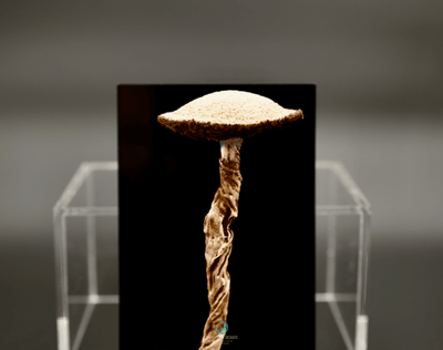 Agrocybe Fungi 3D Sculptural Embroidery. Embroidery