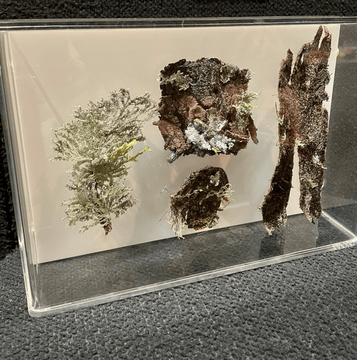 Bark And Lichen Study 3D Sculptural Embroidery. Embroidery