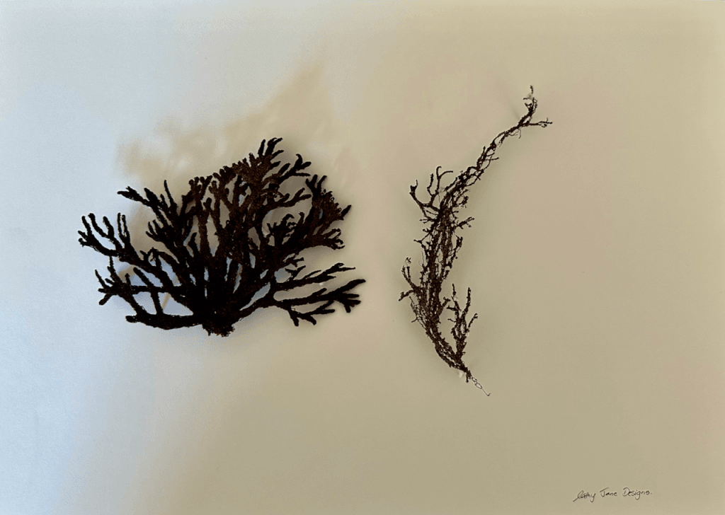 Copy Of Bull Kelp Seaweed Sculptural Embroidery Sculptured Embroidery Flora