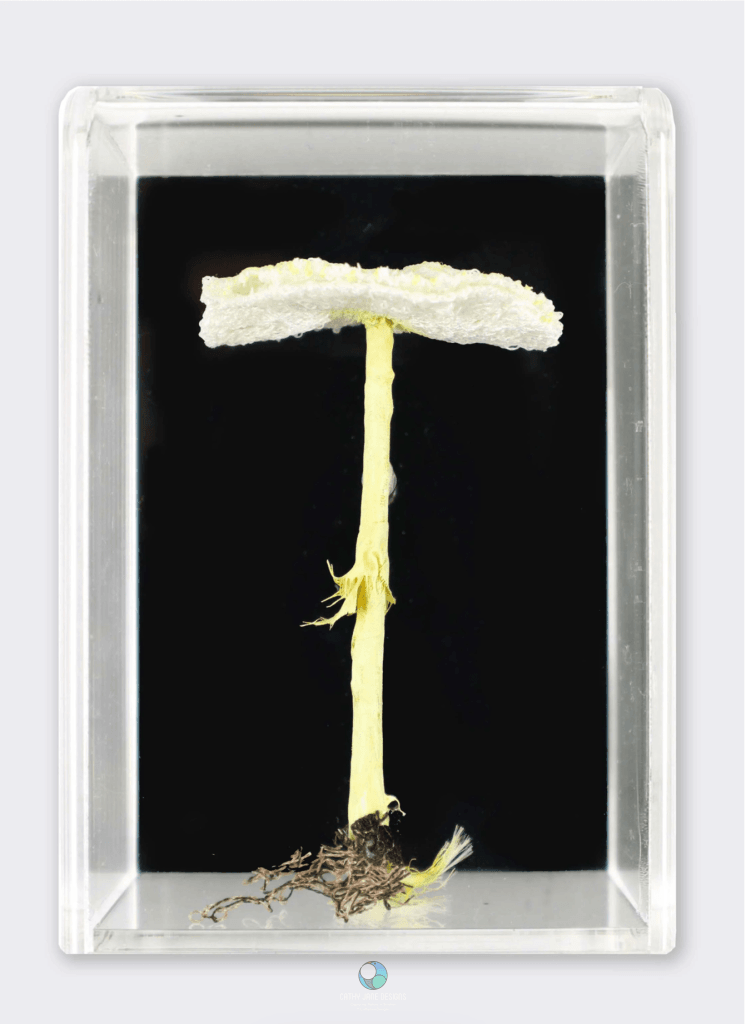 Fragile Dapperling Fungi 3D Sculptural Embroidery