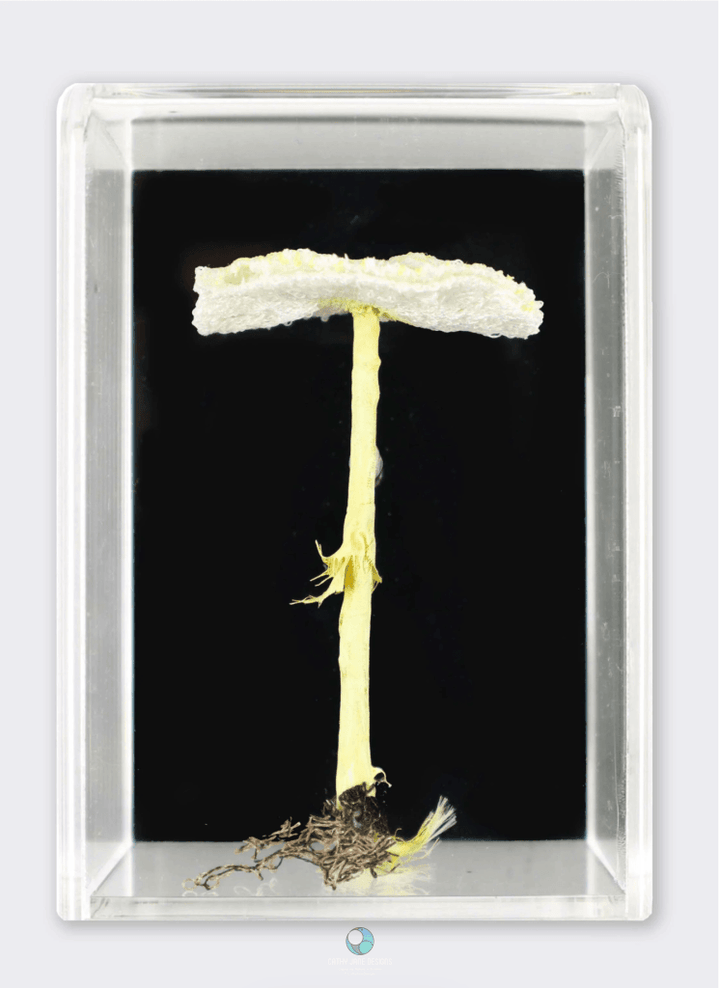Fragile Dapperling Fungi 3D Sculptural Embroidery