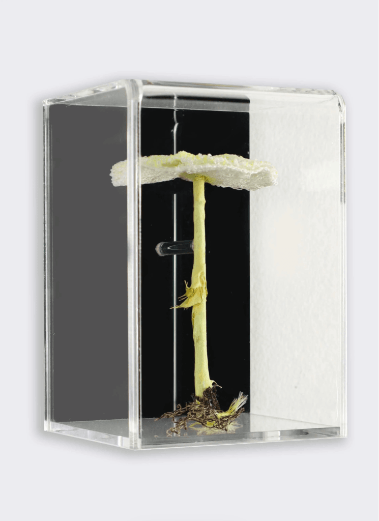 Fragile Dapperling Fungi 3D Sculptural Embroidery