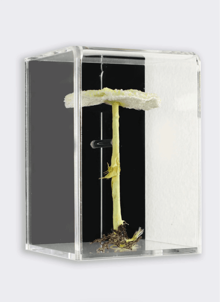 Fragile Dapperling Fungi 3D Sculptural Embroidery