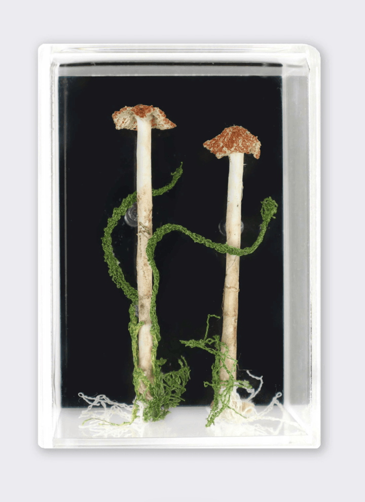 Gilled Fungi 3D Sculptural Embroidery