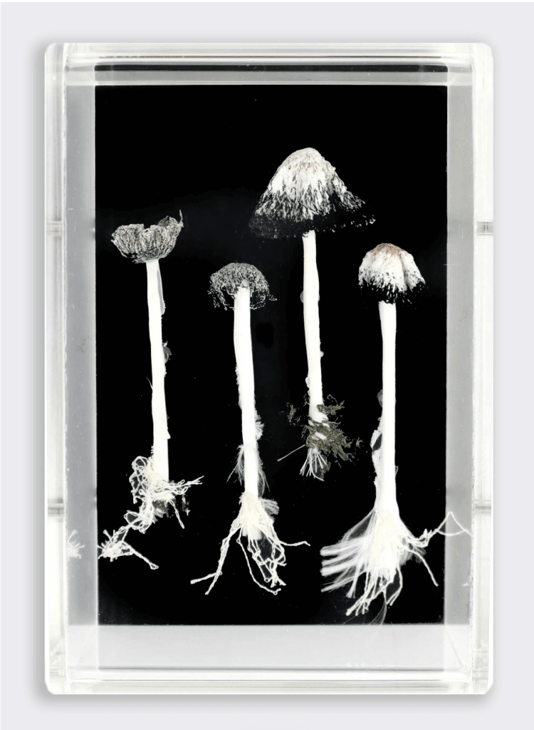 Ink Cap Fungi Study 3D Large Sculptural Embroidery