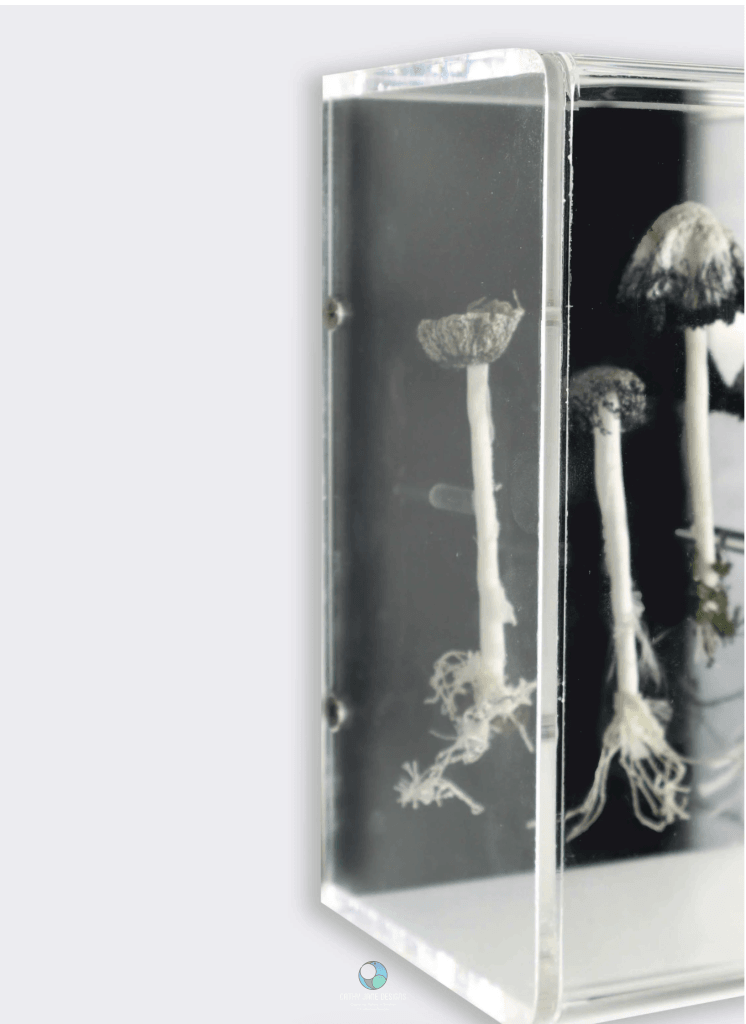 Ink Cap Fungi Study 3D Large Sculptural Embroidery