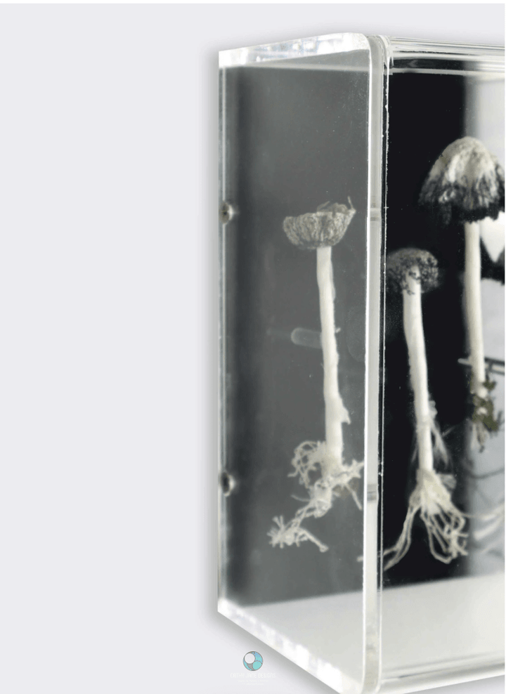 Ink Cap Fungi Study 3D Large Sculptural Embroidery