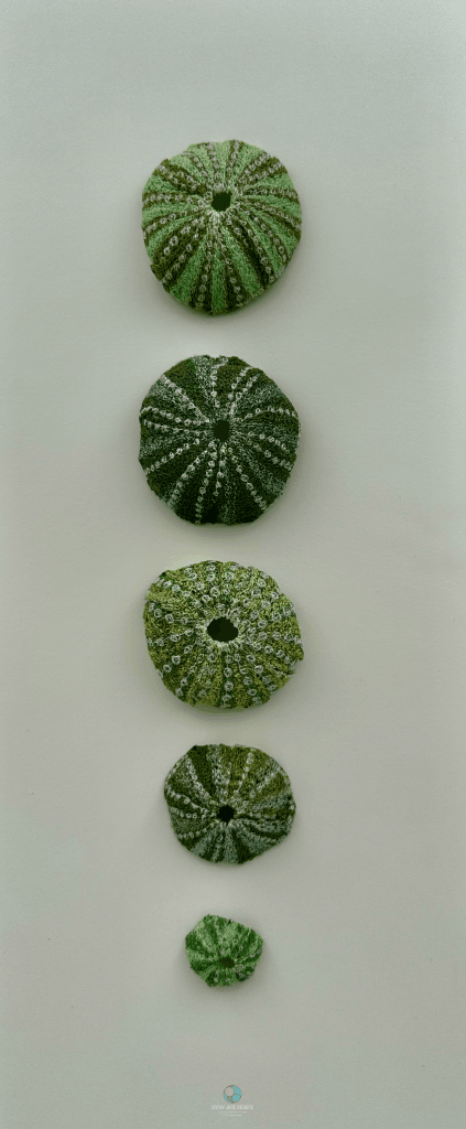 Kina Shell Sculptural Embroidery Sculptured Embroidery Fauna