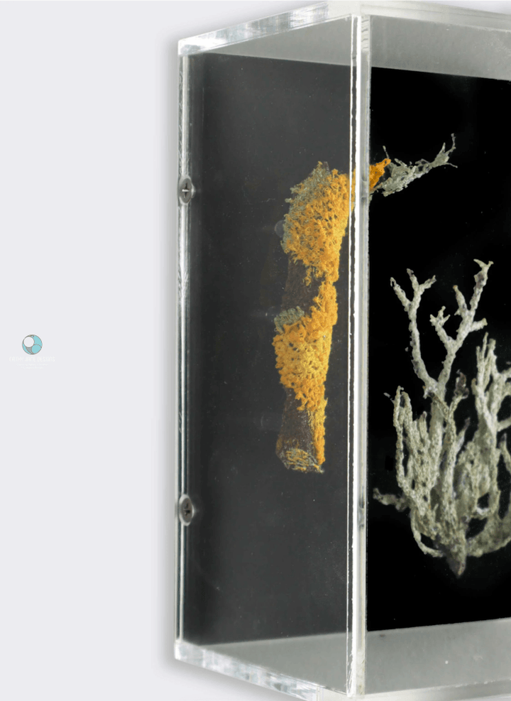 Lichen Study 3D Sculptural Embroidery. Embroidery