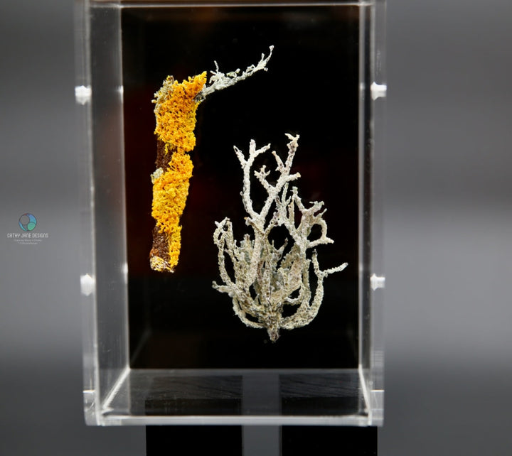 Lichen 3D Sculptural Embroidery. Embroidery