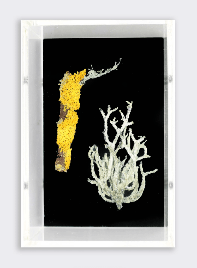 Lichen Study 3D Sculptural Embroidery. Embroidery