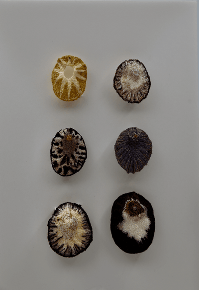 Limpet Shells Sculptural Embroidery #2. Sculptured Embroidery Fauna