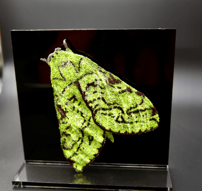Nz Puriri Moth 3D Sculptural Embroidery. Embroidery