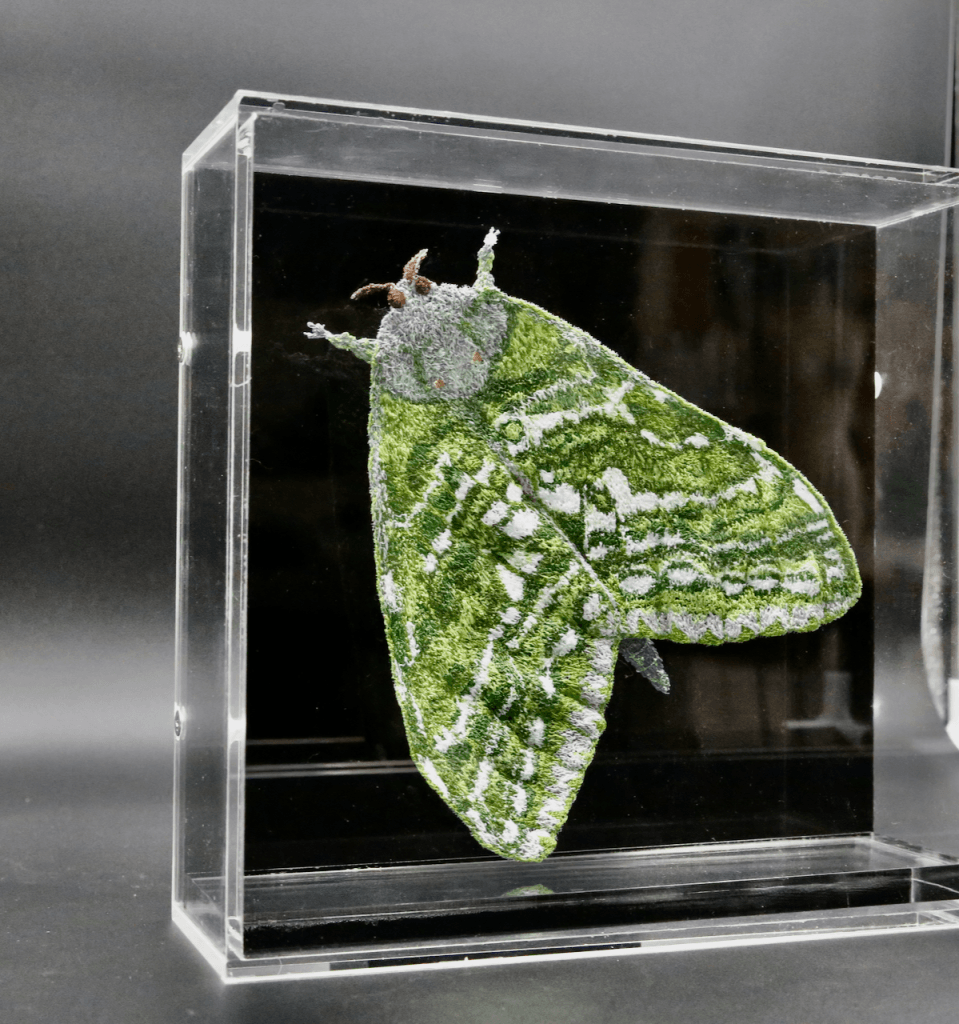 Nz Puriri Moth 3D Sculptural Embroidery. (Male) Embroidery