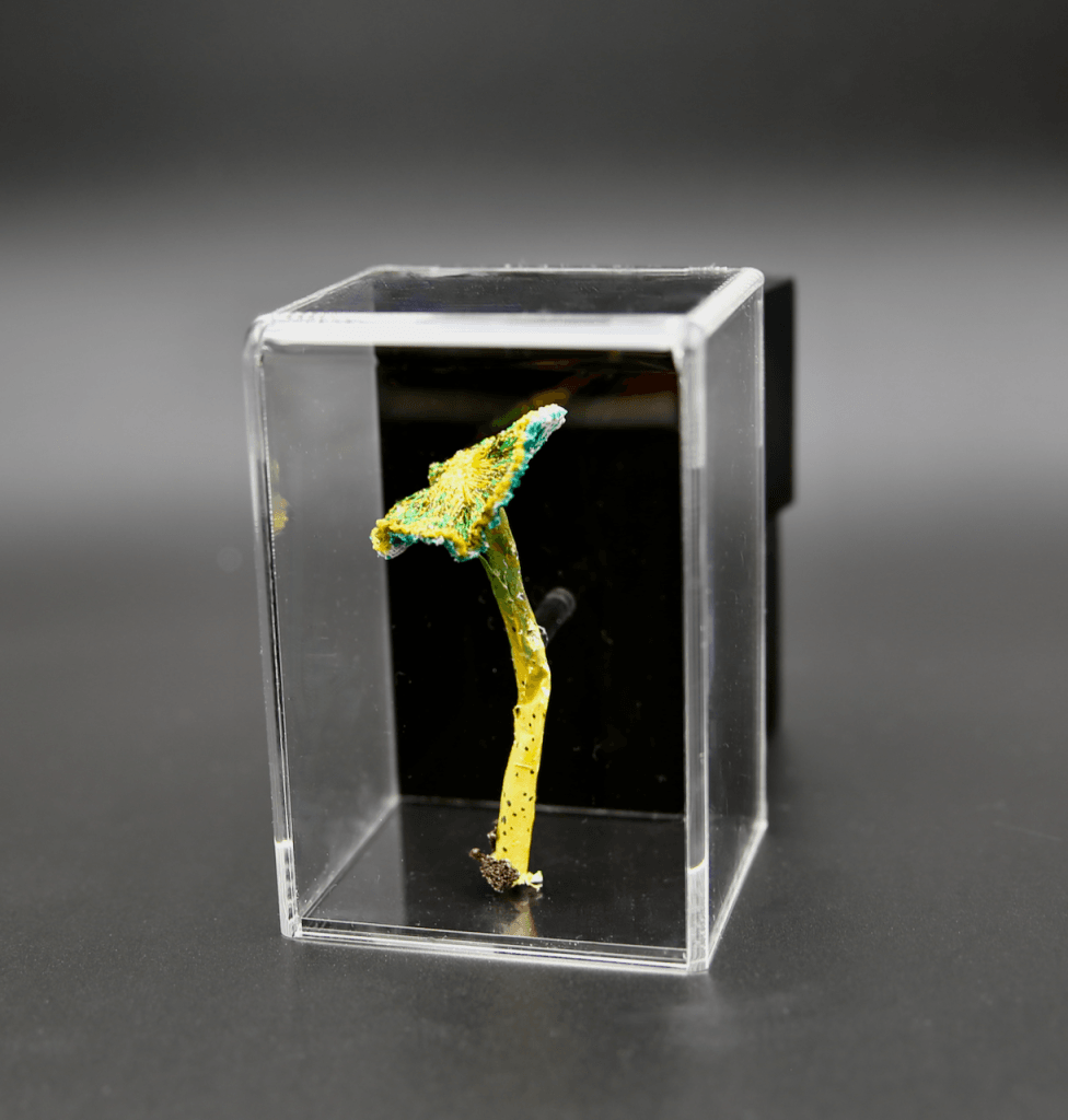 Parrot Fungi 3D Sculptural Embroidery