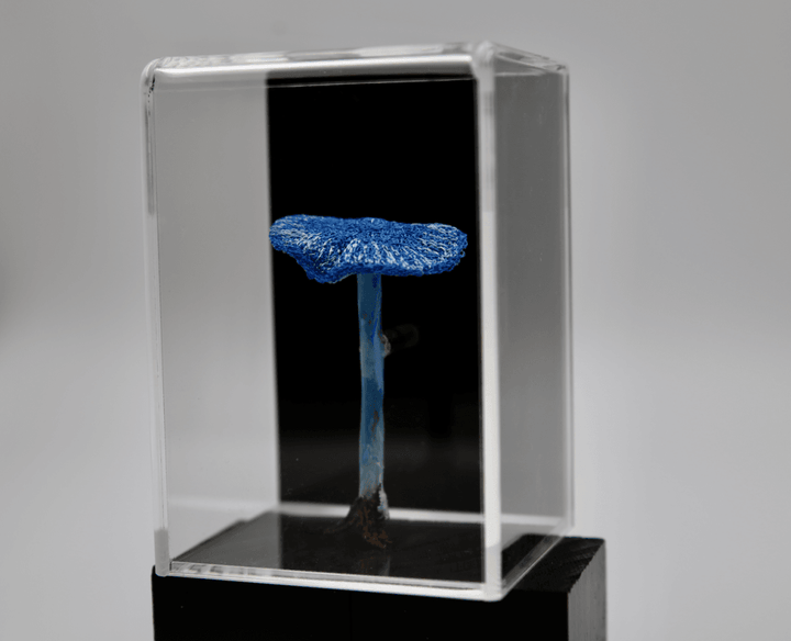 Werewere-Kokako Fungi #3 3D Sculpture Sculptural Embroidery