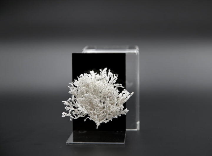 White Seaweed 3D Sculptural Embroidery. Embroidery Vip